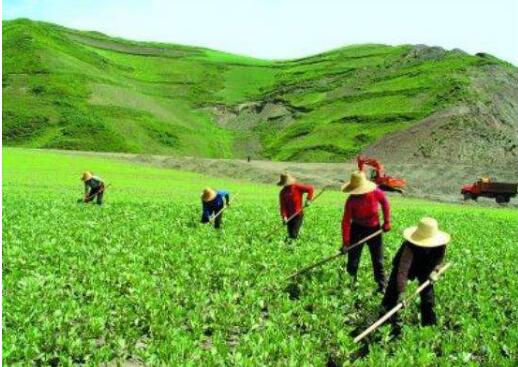 青海湖北岸农田“托管所”：小农户实施“现代农业”稳增收