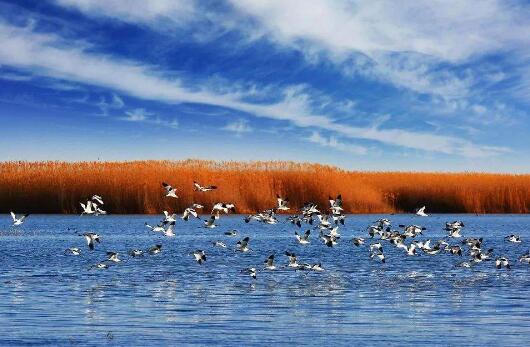 黄河流域最大淡水湖乌梁素海实施生态补水