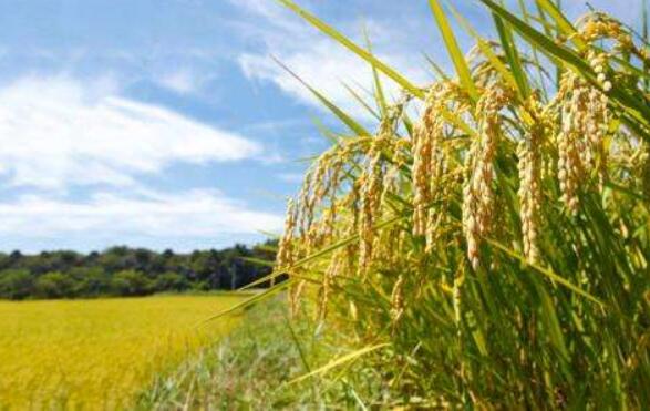 黑龙江大米节：一碗大米中的农业供给侧改革之变