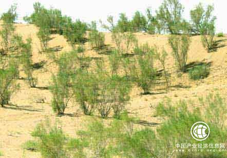 “一亿棵梭梭”项目将在内蒙古阿右旗种植8万亩梭梭
