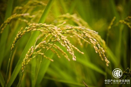 五粮液：一壶醇酒聚五行