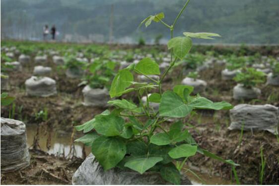 湖南：倾力打造葛根产业“航母”