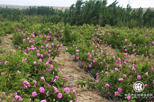 大马士革玫瑰精油——来自伊犁天伊芳源的精心挑选（栽种）