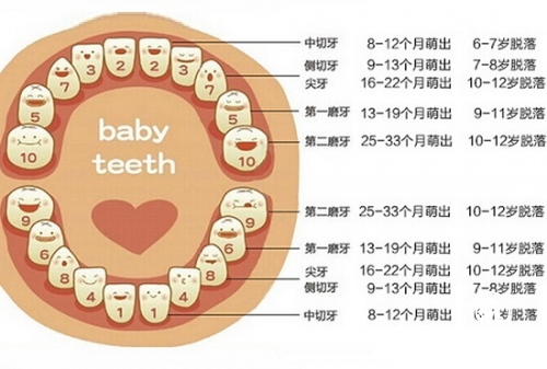牙髓干细胞，藏在乳牙里的宝藏