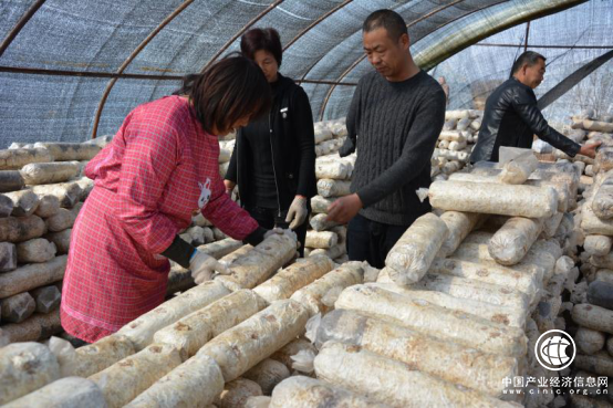 李健：从“独臂贫困户”到“全国自强模范”