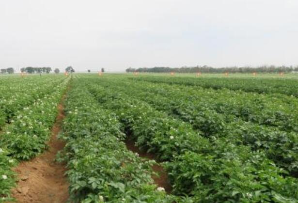 内蒙古包头市：让农业回归“绿色本色”