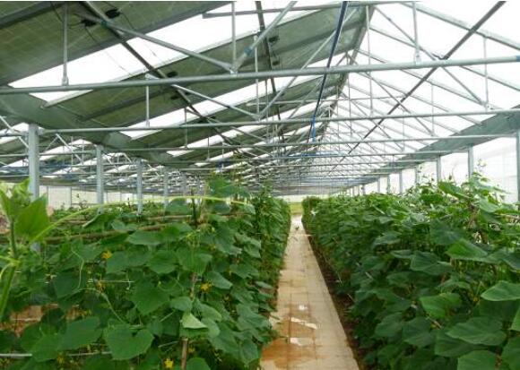 内蒙古巴彦淖尔市：“农光互补”助农增收致富