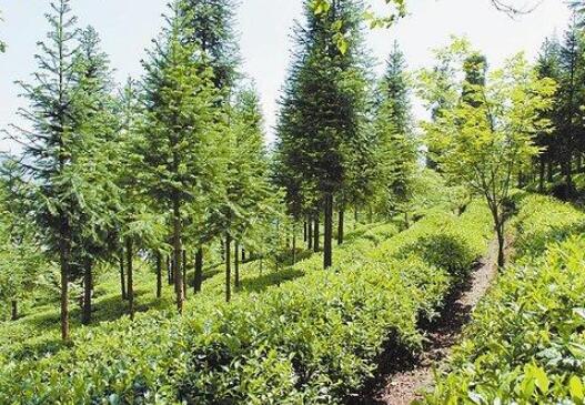 2019年全国林木种苗质量稳中有升