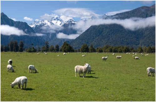 陕西羊乳产品占全国85%市场份额 2025年产值将突破千亿元