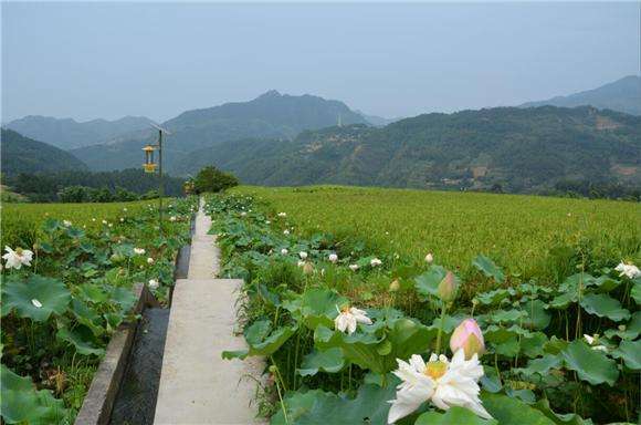 重庆万盛经开区：农业综合开发为乡村振兴注入新动能