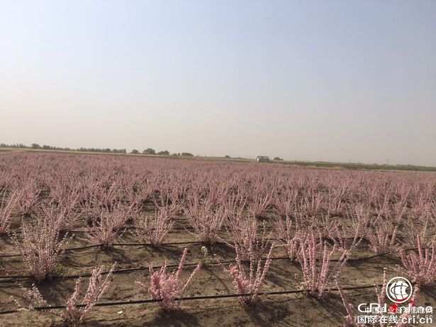 【企业动态+扶贫第一线】东锦集团欧李项目  助力内蒙古科右中旗精准脱贫