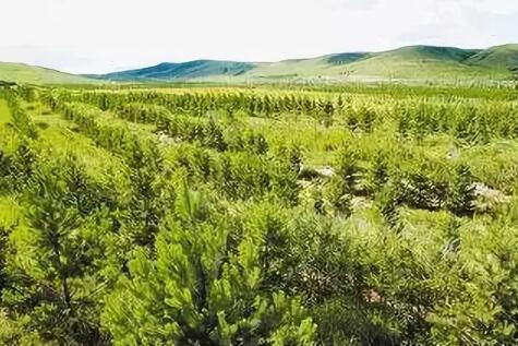 国家林草局推动京津风沙源治理工程可持续发展