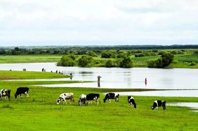 内蒙古出台政策建设五大奶源基地