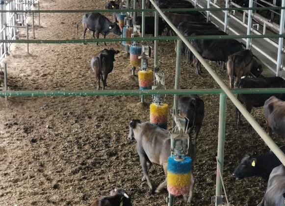 “壮丽70年 振兴看鹤城”：“龙江和牛”匠心打造金字招牌