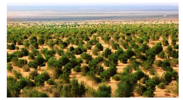 支付宝蚂蚁森林获联合国最高级别环境荣誉“地球卫士奖”