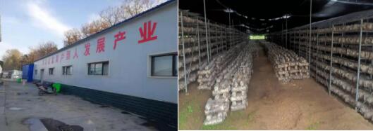 河南省南召县板山坪镇小香菇撬动大产业