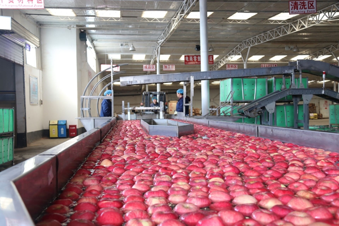 甘肃开启“一带一路”果品陆海贸易新通道