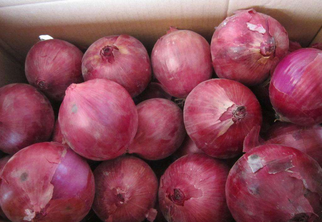 甘肃洋葱出口量价齐升 专家提醒切勿盲目扩大种植