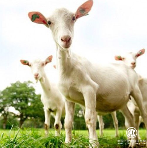 进口羊奶粉怎么选？佳贝艾特，经得起考验的羊奶粉品牌