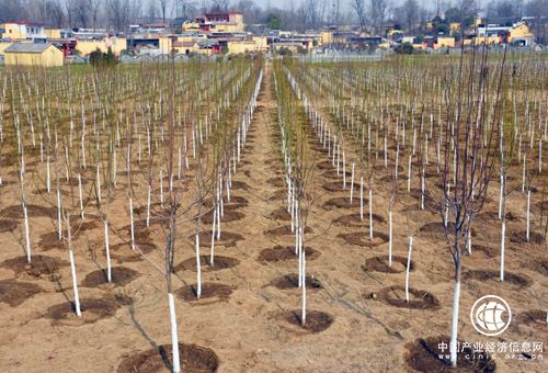 河南省南召县产业扶贫“立体化”布局