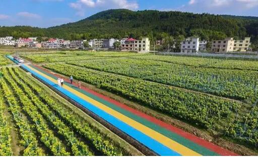 江西萍乡农业产业成打赢脱贫攻坚战“先手棋”