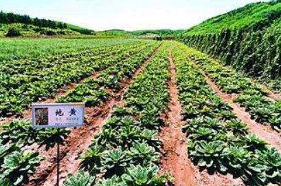 云南系列措施支持生物医药健康产业中医药事业良性发展