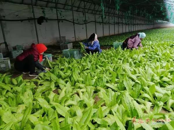 截至2月16日，200家涉农企业复工率达到95%