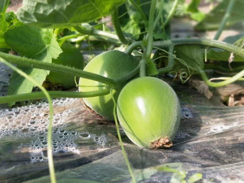 大棚里的梅埠甜瓜长势喜人