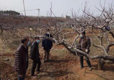 防疫生产两不误 河南南召云阳镇桃园深处笑声朗