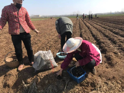 南桥镇：防疫不忘春耕，播下种子静候希望