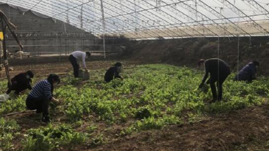 河南省方城县广阳镇：战疫春耕保安康 脱贫生产促增收