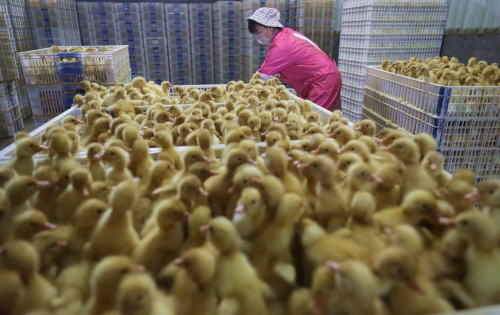 全国知名肉鸭养殖加工大县，沂南鸭苗产销两旺