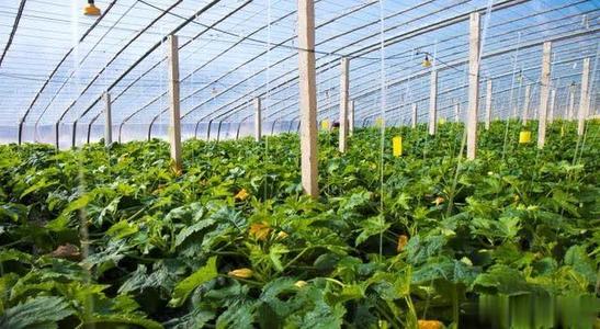 广东鼓励企业收储农产品 补贴逾1.3亿元