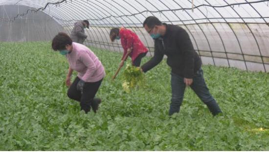 河南省南召县云阳镇多措并举助力“有机蔬菜进京”