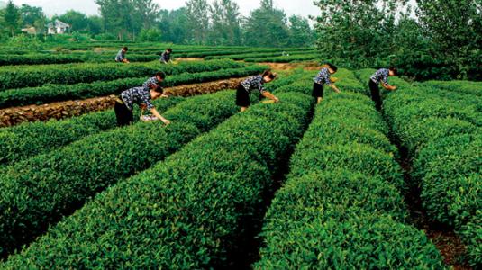 日照绿茶“复产经”