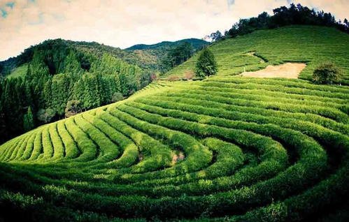 四川前两月茶产业新增贷款额超三成