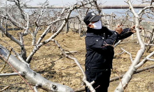 平邑县：新农民忙春不忘防疫 带头致富不忘报党恩