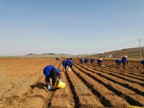 惊蛰春耕忙 “种”出好日子  兰陵县大仲村镇全面开展春耕备耕工作