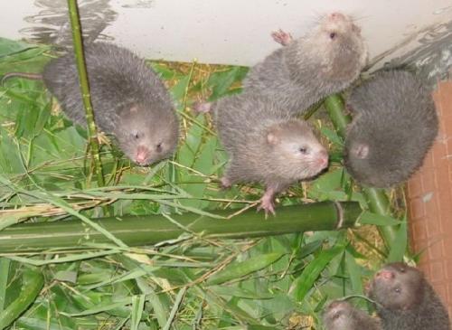 野生动物养殖产业亟待转型