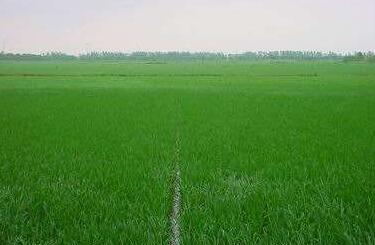 安徽：今年确保粮食面积超过1亿亩