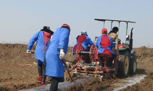 牵手企业不愁销，兰陵镇一合作社播下2000亩订单土豆