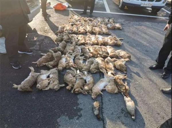 非法贩卖数百只野生动物，青岛8人被抓！