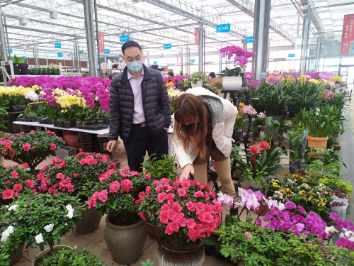 临沂花木市场破冰迎春 停工期打造线上平台开启自救模式
