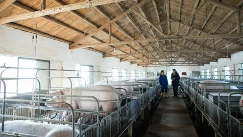 数字化生态化成标配 江苏养猪业挥别“低小散”