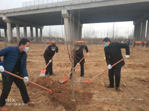 “让沂州海棠开遍华夏” 河东区乡村振兴服务队组织植树活动