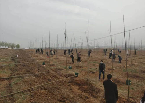 河南省方城县造林绿化刷新县域颜值