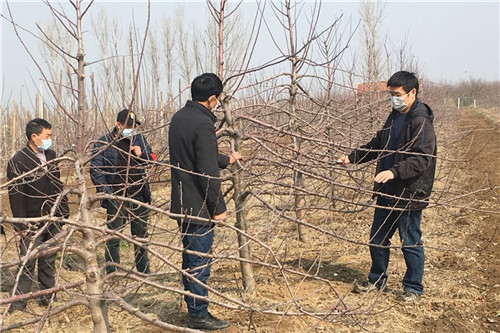 青岛农大：特派员下地服务助春耕，线上线下促脱贫