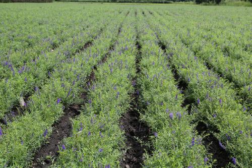 呼伦贝尔市完成耕地质量监测点试验种植