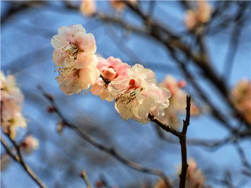 青岛公交26路、228路线：“码”上赏花 “云”端览春