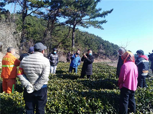 青岛市崂山区：精准施策抢农时 促进崂山茶绿色发展